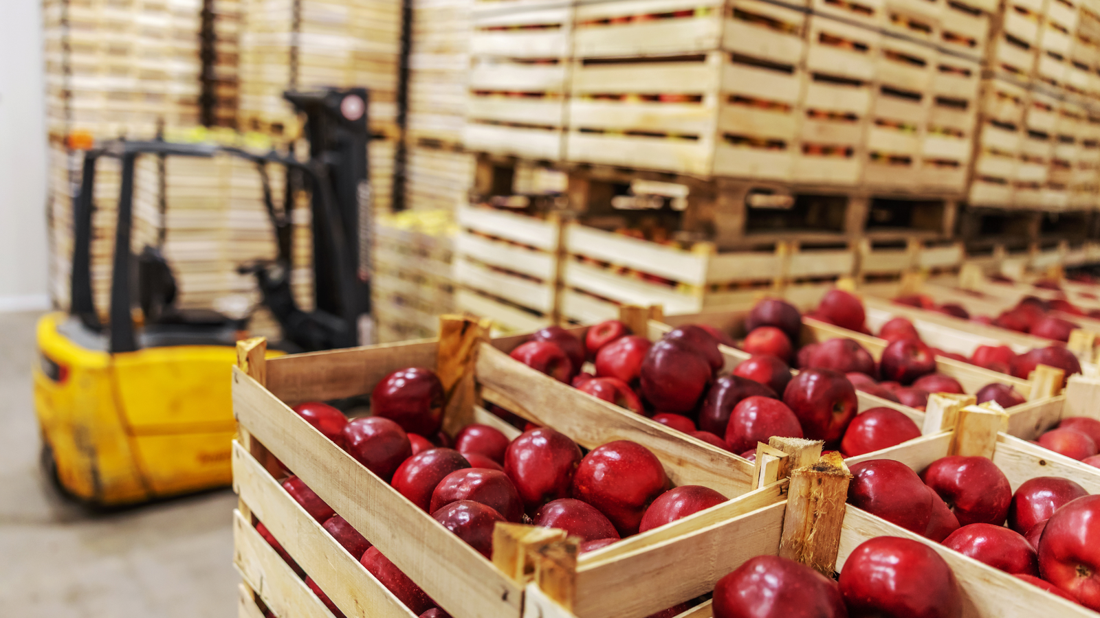 Forklift loading crates of apples inside a cold storage warehouse